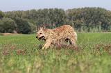 BOUVIER DES ARDENNES 102